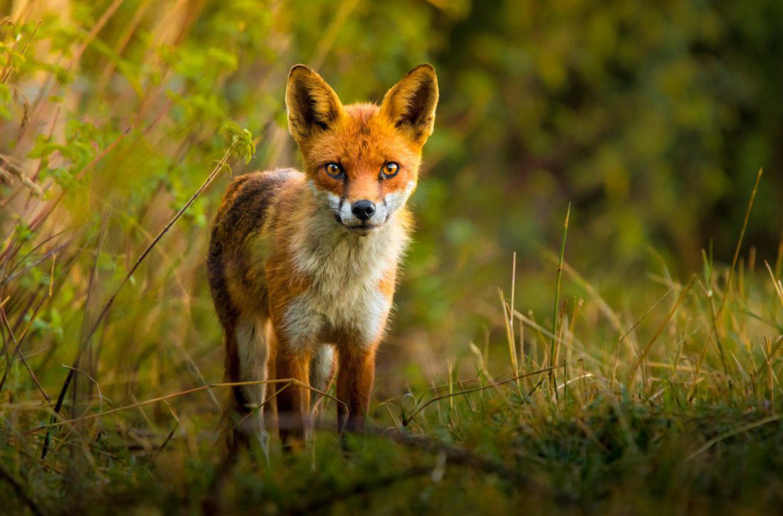 Wildlife Photography - Juvenile Fox